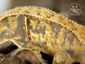 Juvenile Male Partial Pinstripe Extreme Crested Gecko, fired up, facing right, close up of the right laterals. 0655