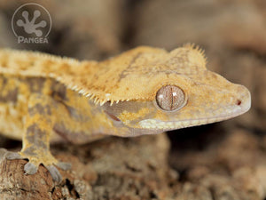 Juvenile Male Partial Pinstripe Extreme Crested Gecko, fired up, facing right, close up of the right side of the face, part of the dorsal and right laterals. 0655