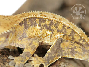 Juvenile Male Partial Pinstripe Extreme Crested Gecko, fired up, facing left, close up of the left laterals. 0655