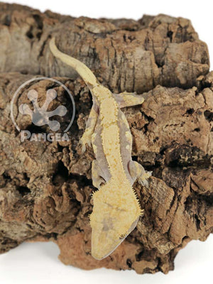 Female Yellow Pinstripe Harley Crested Gecko Cr-0652