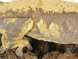 Female Yellow Pinstripe Harley Crested Gecko Cr-0652
