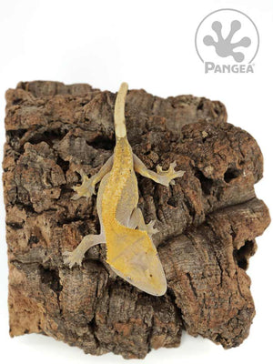 Female Yellow Solid Back Crested Gecko, fired up, facing front and downward, full dorsal side view. 0649