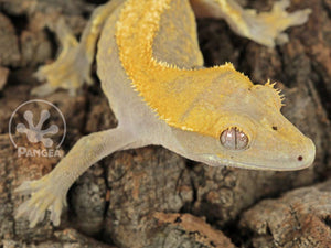 Female Yellow Solid Back Crested Gecko, fired up, facing right, close up of the right side of the face, partial views of the dorsal and both lateral sides. 0649