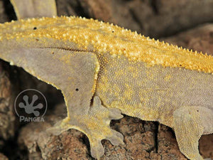 Female Yellow Solid Back Crested Gecko, fired up, facing right, close up of the right laterals. 0649