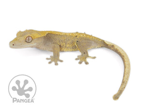 Female Yellow Solid Back Crested Gecko, fired up, facing left, full left side view. 0649