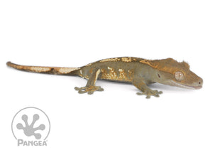Juvenile Male Dark Harlequin Crested Gecko, not fired up, facing right, full right side view. 0658