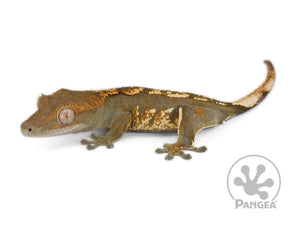 Juvenile Male Dark Harlequin Crested Gecko, not fired up, facing left, full left side view. 0658
