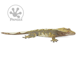 Male Dark Harlequin Crested Gecko, not fired up, facing right, full right side view. 0663