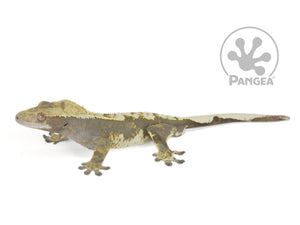 Male Dark Harlequin Crested Gecko, not fired up, facing left, full left side view. 0663
