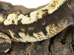 Male Dark Harlequin Crested Gecko, fired up, facing right, close up of the right laterals. 0663