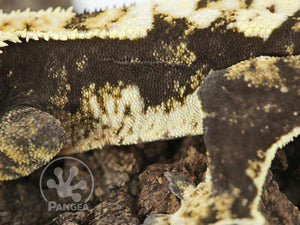 Male Dark Harlequin Crested Gecko, fired up, facing left, close up of the left laterals. 0663