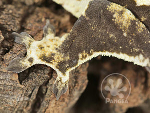Male Dark Harlequin Crested Gecko, fired up, facing left, close up of the right back leg and foot, white fringe. 0663