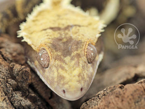 Male Dark Harlequin Crested Gecko, fired up, facing front, close up of the face. 0663