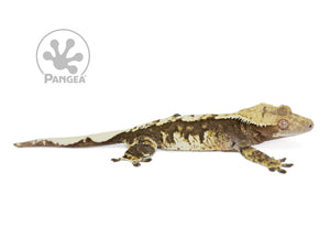 Male Dark Harlequin Crested Gecko, fired up, facing right, full right side view. 0663
