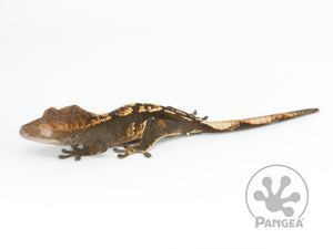 Juvenile Male Dark Harlequin Crested Gecko, fired up, facing left, full left side view. 0658