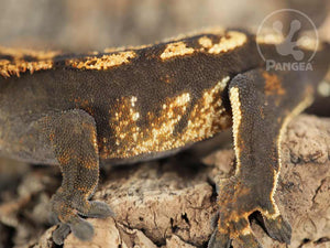 Juvenile Male Dark Harlequin Crested Gecko, fired up, facing left, close up of the left laterals. 0658
