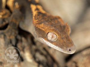 Juvenile Male Dark Harlequin Crested Gecko, fired up, facing right and down, close up of the right side of the face. 0658