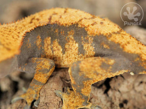 Juvenile Male Orange Harlequin Crested Gecko, fired up, facing left, close up of the left laterals. 0659