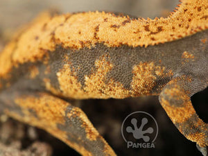 Juvenile Male Orange Harlequin Crested Gecko, fired up, facing right, close up of the right laterals. 0659