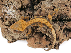 Juvenile Male Orange Harlequin Crested Gecko, fired up, facing left, full dorsal side view. 0659
