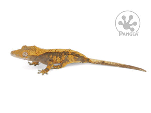 Juvenile Male Orange Harlequin Crested Gecko, fired up, facing left, full left side view. 0659