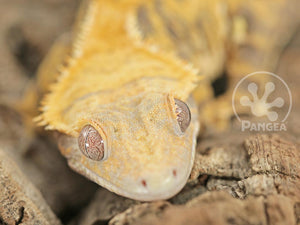 Female Yellow Extreme Tricolor Crested Gecko Cr-0664