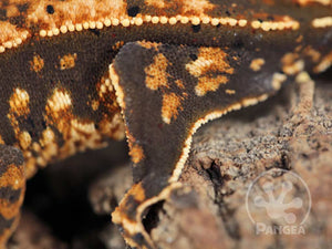 Juvenile Male Partial Pinstripe Crested Gecko, fired up, facing left, close up of the left side white fringe and kneecaps, partial view of the left laterals and pinstripe. 0665