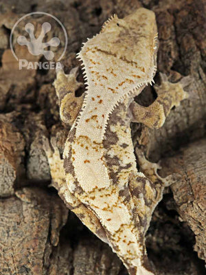 Juvenile Male Extreme Crested Gecko, fired up, facing rear, close up of the dorsal and back of the crests and head. 0677