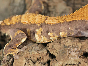 Juvenile Female Harlequin Crested Gecko, fired up, facing right, close up of the right laterals. 0678