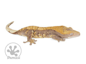 Juvenile Female Harlequin Crested Gecko, fired up, facing right, full right side view. 0678