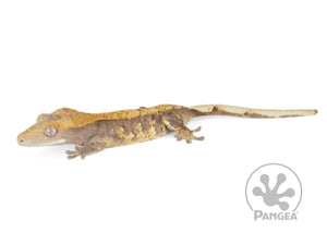 Juvenile Female Harlequin Crested Gecko, fired up, facing left, full left side view. 0678