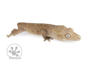 Juvenile Male Tailless Dark Brindle Crested Gecko, fired up, facing right, full right side view. 0679