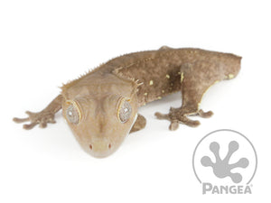 Juvenile Male Tailless Dark Brindle Crested Gecko, fired up, facing left, face forward, full left side view. 0679