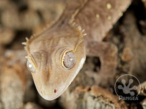 Juvenile Male Tailless Dark Brindle Crested Gecko, fired up, facing front and left, close up of the face, partial view of the dorsal and left laterals. 0679