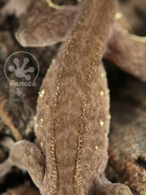 Juvenile Male Tailless Dark Brindle Crested Gecko, fired up, facing front and downward, close up of the dorsal. 0679
