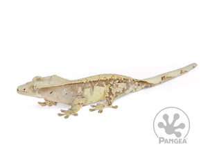 Juvenile Male Drippy Extreme Crested Gecko, fired up, facing left, full left side view. 0676