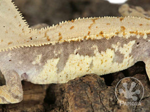 Juvenile Male Drippy Extreme Crested Gecko, fired up, facing left, close up of the left laterals. 0676