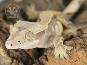 Juvenile Male Drippy Extreme Crested Gecko, fired up, facing front and left, close up of the left side of the face, partial view of the left laterals. 0676