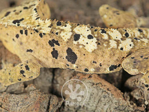 Male Super Dalmatian Crested Gecko, fired up, facing left, close up of the left laterals. 0688