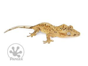 Juvenile Male Flame Dalmatian Crested Gecko, fired up, facing right, full right side view. 0687