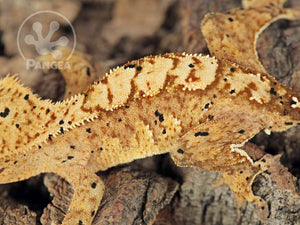 Juvenile Male Flame Dalmatian Crested Gecko, fired up, facing left, close up of the left laterals, and dorsal. 0687