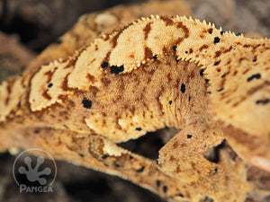 Juvenile Male Flame Dalmatian Crested Gecko, fired up, facing right, close up of the right laterals and dorsal. 0687