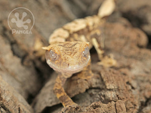 Juvenile Female Drippy Partial Pinstripe Extreme Crested Gecko, fired up, facing front, close up of the face, most of the body in view. 0685