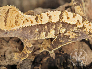 Juvenile Female Drippy Partial Pinstripe Extreme Crested Gecko, fired up, facing left, close up of the left laterals and the dorsal. 0685