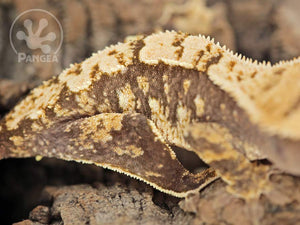 Juvenile Female Drippy Partial Pinstripe Extreme Crested Gecko, fired up, facing right, close up of the right laterals and the dorsal. 0685