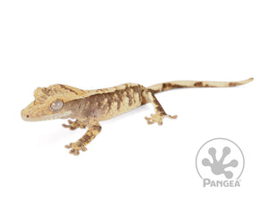 Juvenile Female Drippy Partial Pinstripe Extreme Crested Gecko, fired up, facing left, full left side view. 0685