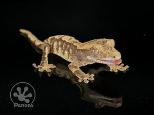 Juvenile Female Drippy Partial Pinstripe Extreme Crested Gecko, fired up, facing right, tongue out, on a black background, full right side view. 0685