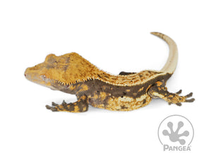 Male Dark Base Pinstripe Crested Gecko, fired up, facing left, full left side view. 0690