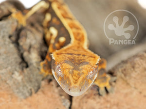 Female Partial Pinstripe Crested Gecko Cr-0692 looking front