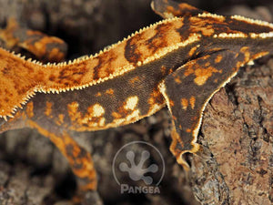 Female Partial Pinstripe Crested Gecko Cr-0692 looking left close up 